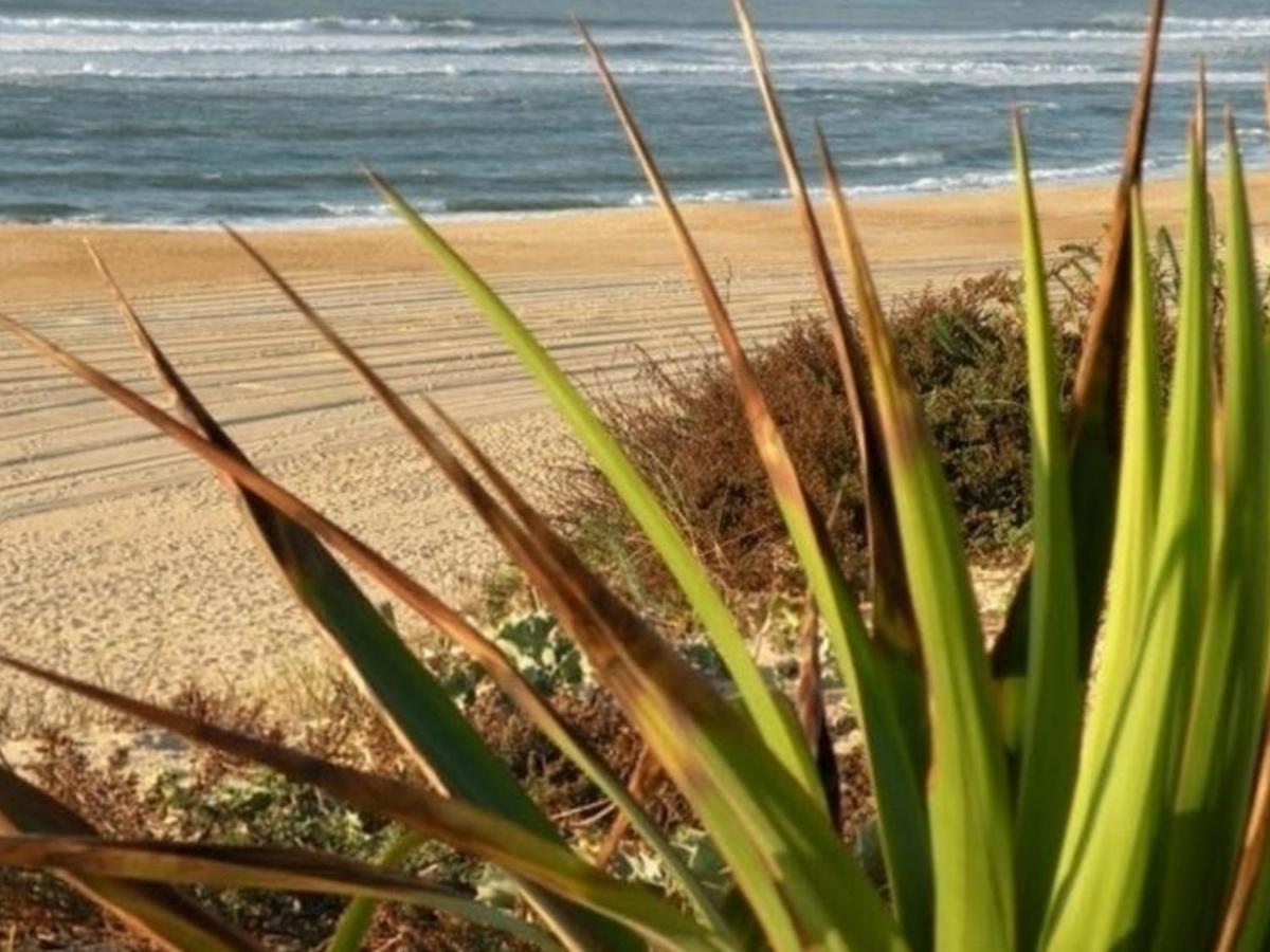 Appartement Renove Avec Balcon, Proche Plage Et Marche - 4 Pers, Calme & Confort A Seignosse - Fr-1-239-460 Zewnętrze zdjęcie